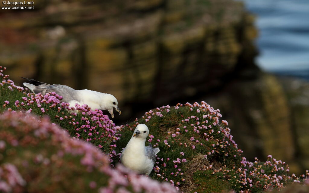 Fulmar boréal