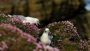 Fulmar boréal