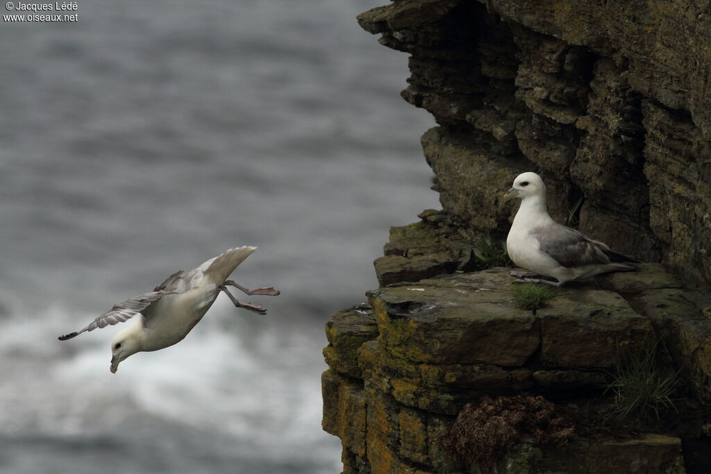 Fulmar boréal