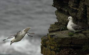 Fulmar boréal