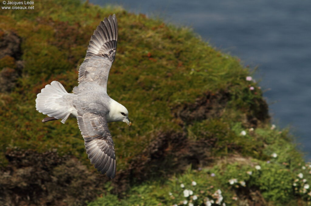 Northern Fulmar