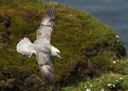 Northern Fulmar