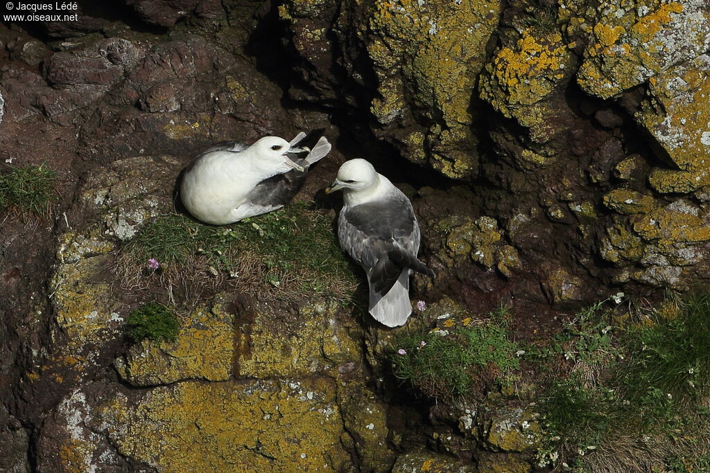 Northern Fulmar