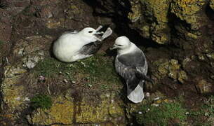 Fulmar boréal