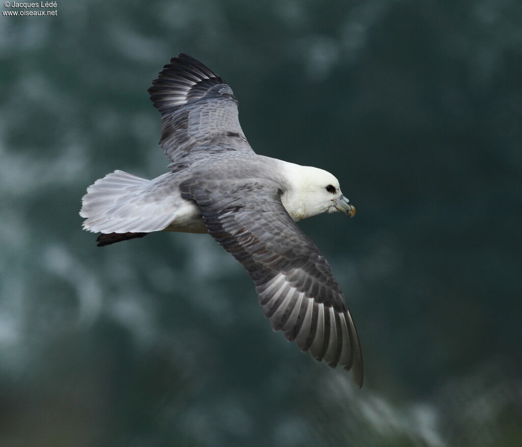 Northern Fulmar