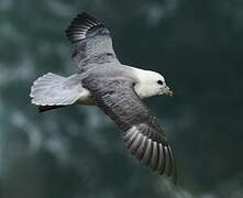 Fulmar boréal