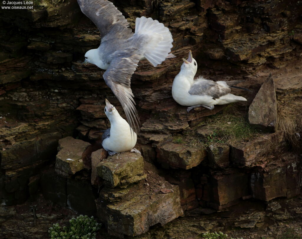 Fulmar boréal