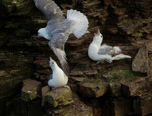 Fulmar boréal