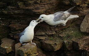 Northern Fulmar