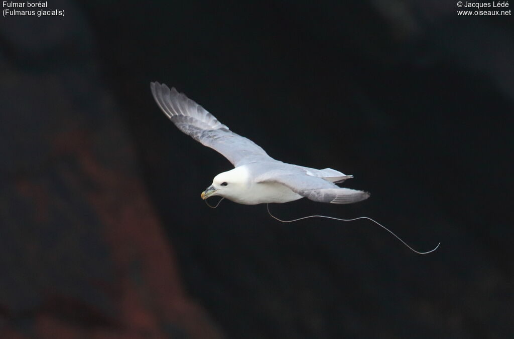 Fulmar boréal