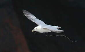 Fulmar boréal