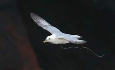 Fulmar boréal