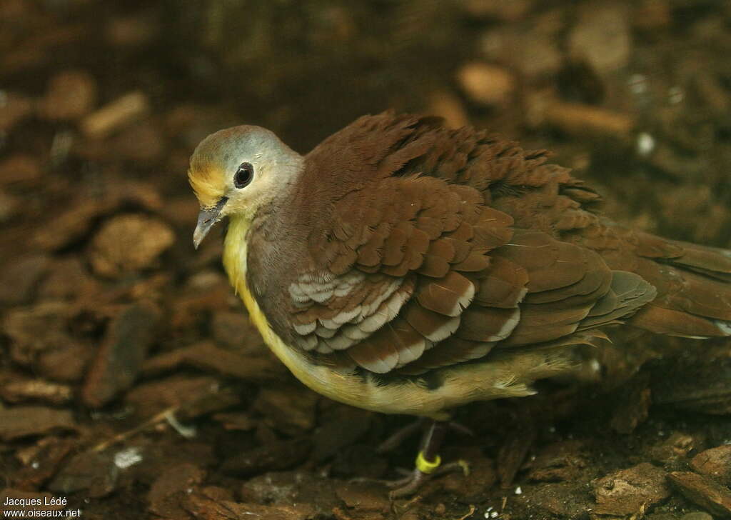 Cinnamon Ground Dove, aspect