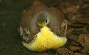 Cinnamon Ground Dove