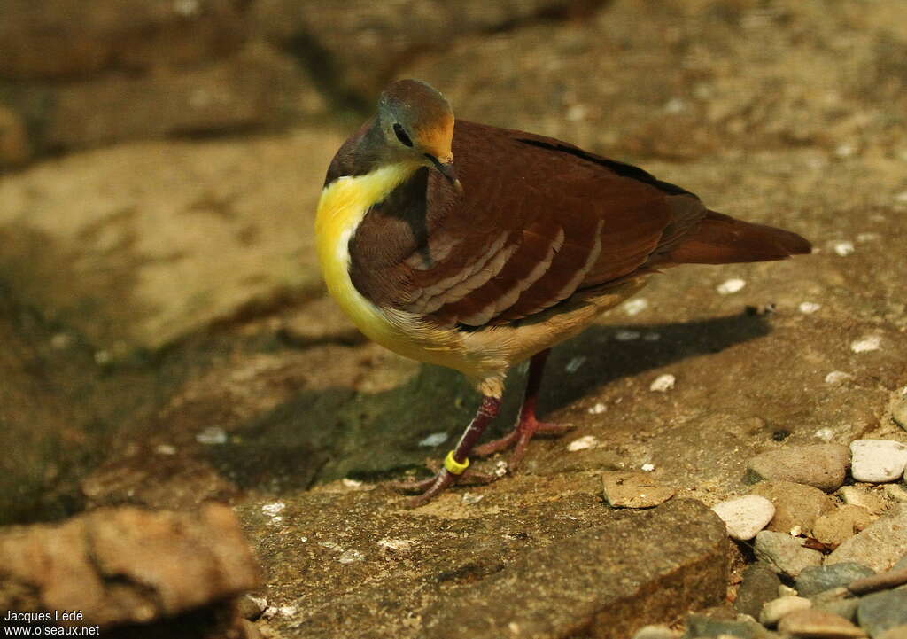 Cinnamon Ground Doveadult