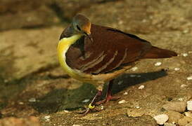 Cinnamon Ground Dove