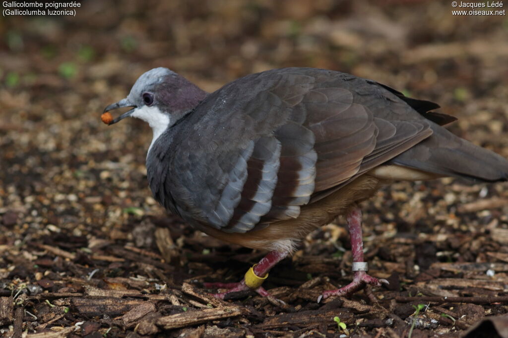 Luzon Bleeding-heart