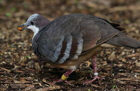 Luzon Bleeding-heart