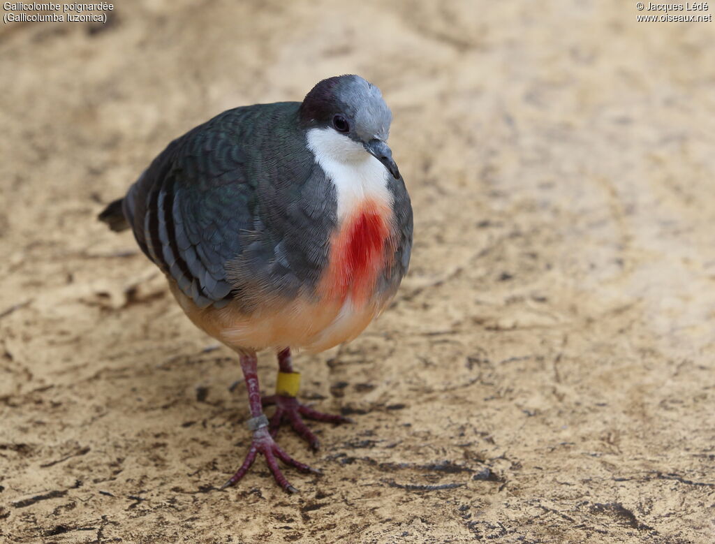 Luzon Bleeding-heart