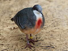 Luzon Bleeding-heart