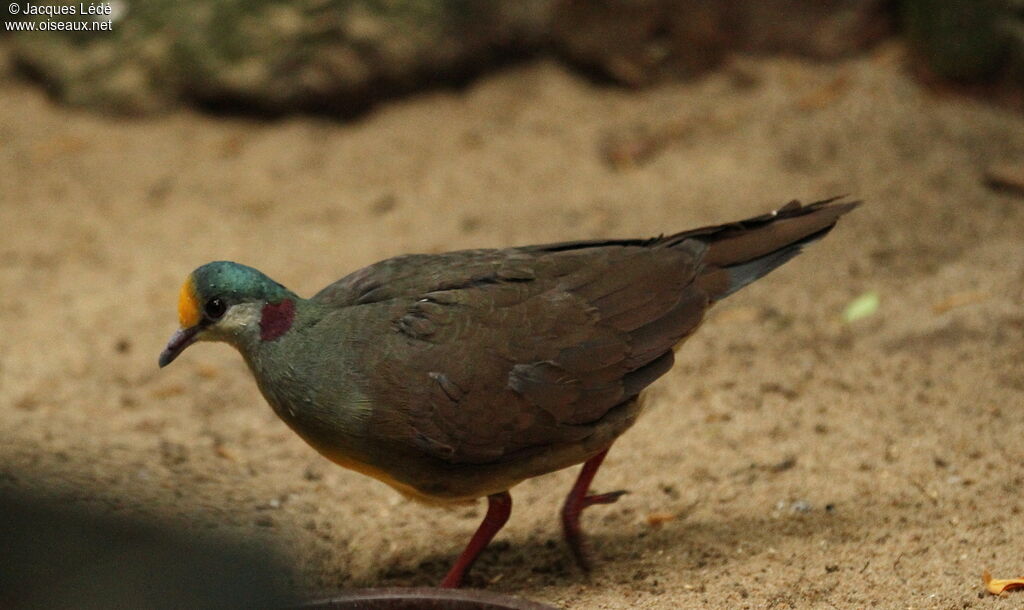 Sulawesi Ground Dove