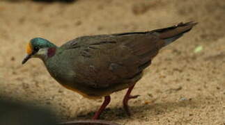 Sulawesi Ground Dove