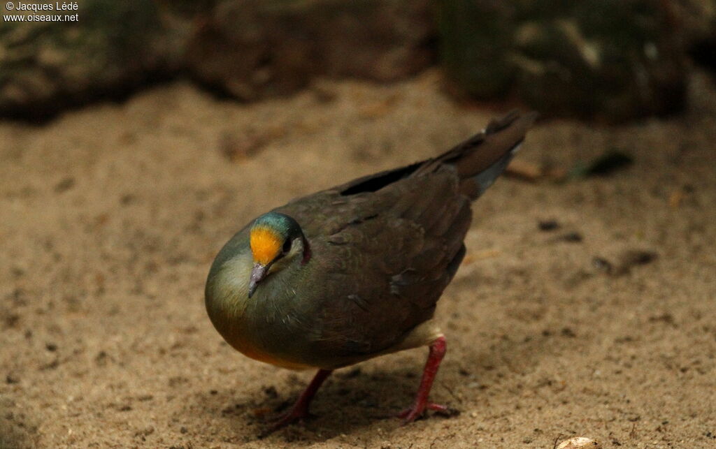 Sulawesi Ground Dove