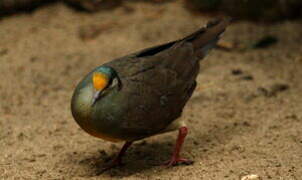 Sulawesi Ground Dove