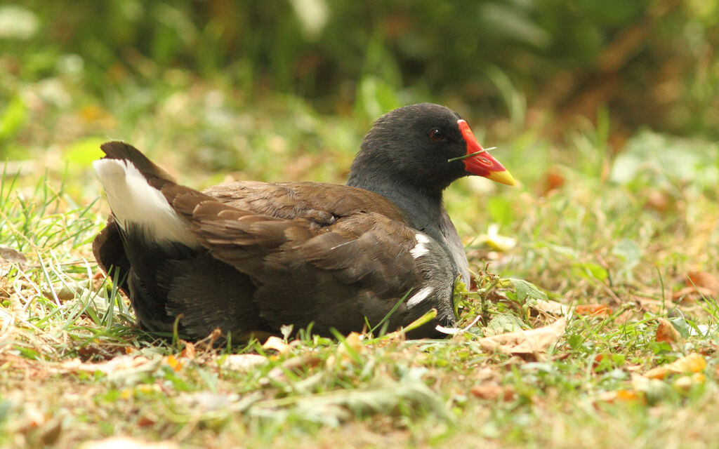 Gallinule poule-d'eau