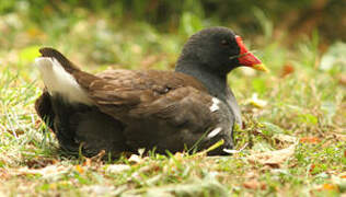 Common Moorhen