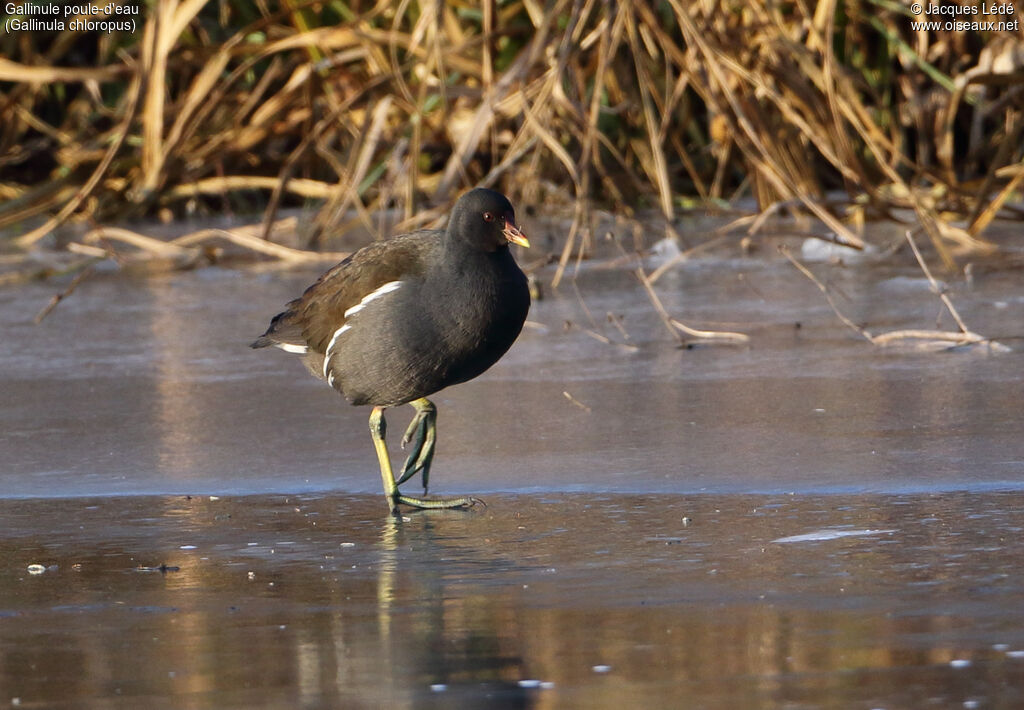 Common Moorhen