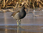 Gallinule poule-d'eau