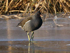 Gallinule poule-d'eau