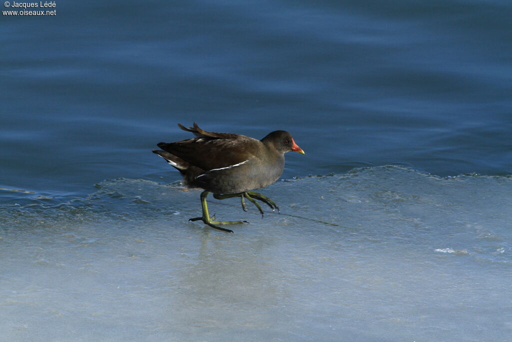 Common Moorhen