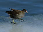 Gallinule poule-d'eau