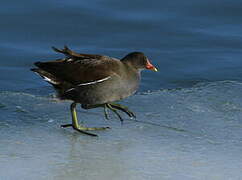 Gallinule poule-d'eau