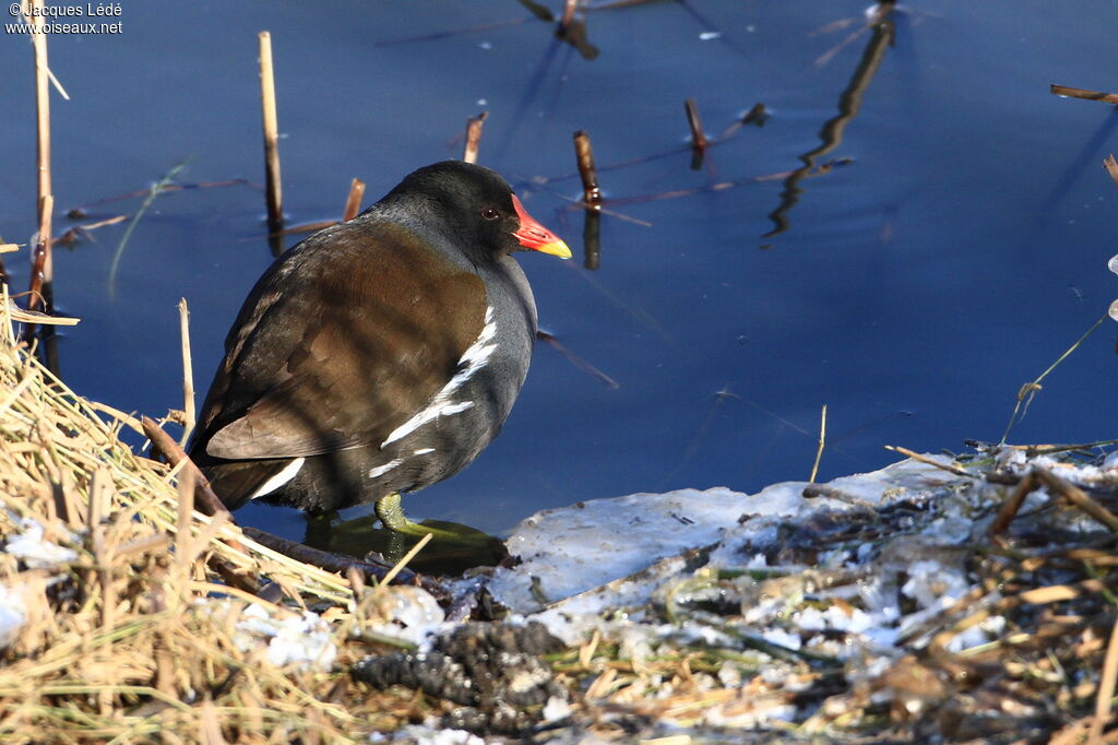 Gallinule poule-d'eau