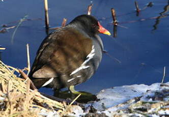 Gallinule poule-d'eau