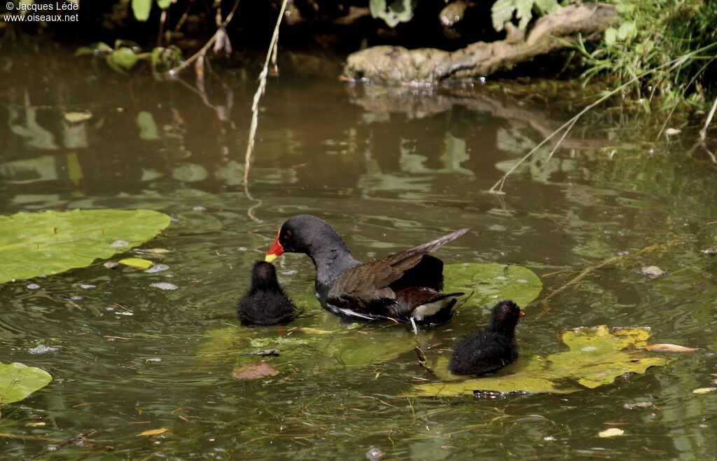 Gallinule poule-d'eau