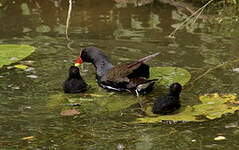 Gallinule poule-d'eau