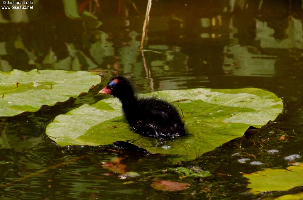 Gallinule poule-d'eau