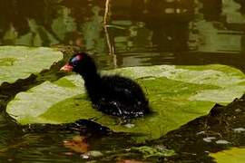 Gallinule poule-d'eau