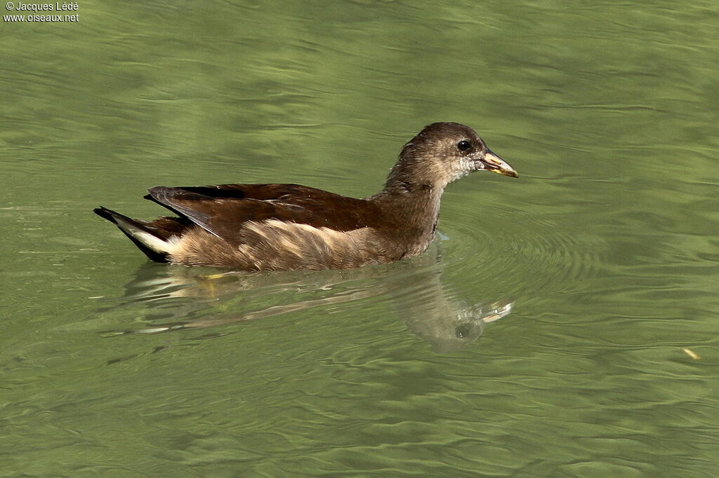 Common Moorhen