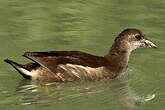 Gallinule poule-d'eau