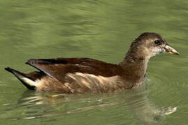 Common Moorhen