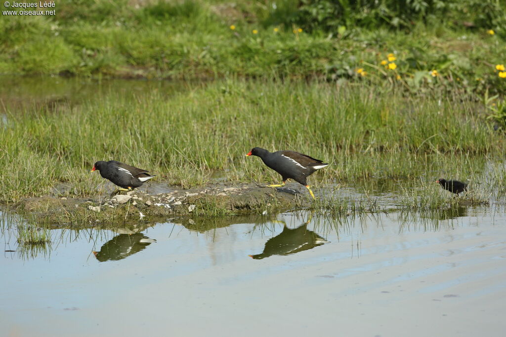 Gallinule poule-d'eau