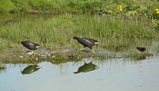 Gallinule poule-d'eau