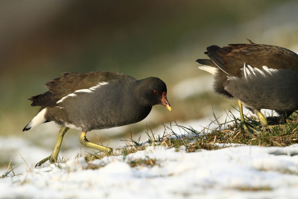 Common Moorhen