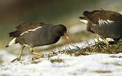 Gallinule poule-d'eau