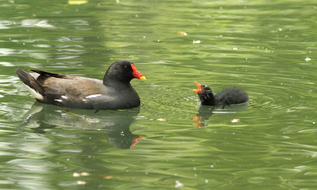 Common Moorhen